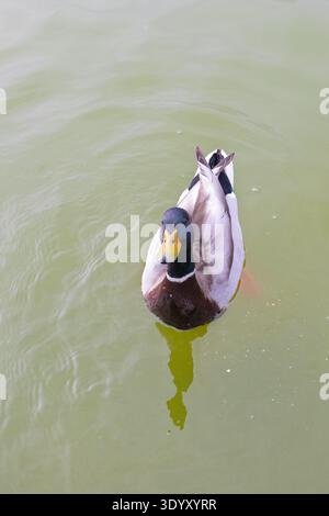 Mallard duck swimming on a green murky pond creating small ripples Stock Photo