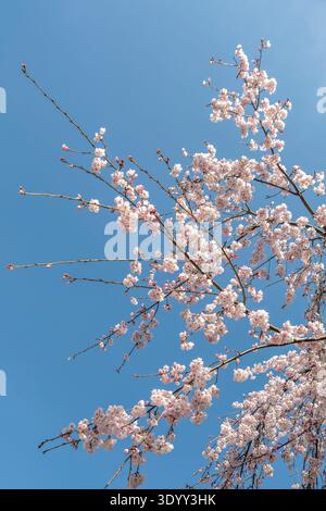 Cherry blossom branches against clear blue spring sky in Japan. Stock Photo