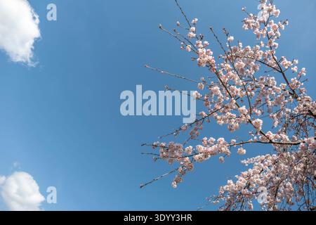 Cherry blossom branches against clear blue spring sky in Japan. Stock Photo