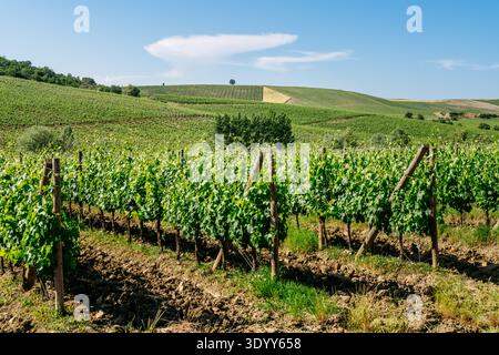 Rolling Chianti vineyards under a blue sky with a lone tree on the horizon Stock Photo