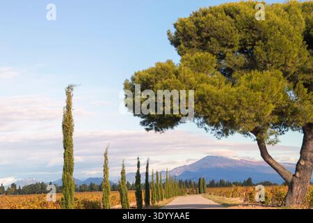 Vineyards of Châteauneuf-du-Pape with view of Mont Ventoux in the distance; near the town of Roquemaure; France Stock Photo