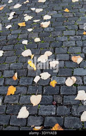 fallen leaves on black bricks;Geneva, Switzerland Stock Photo