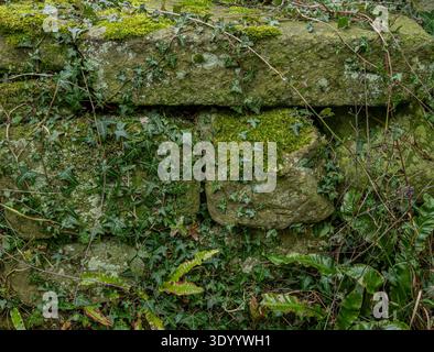 Historic stone wall with organic lichen growth and ivy vines creating natural architectural background. Stock Photo