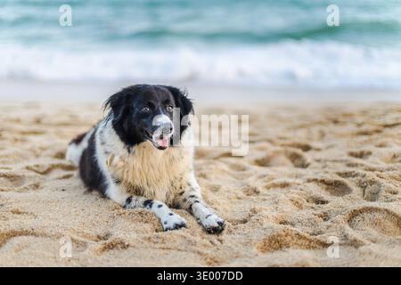 Black and white border collie type dog resting on sandy tropical beach near ocean Stock Photo
