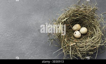 Quail eggs in straw nest on gray table Stock Photo