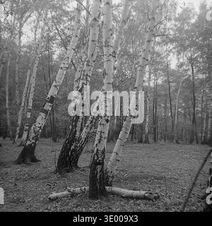 Vintage black and white photograph from the 1970s featuring a serene autumn landscape in a birch forest of the Donetsk region. The foreground is dominated by several elegantly curved birch trees leaning at an angle, their white bark sharply contrasting with the darker woodland background. Dry fallen leaves cover the forest floor under the overcast sky. This quiet, unpopulated archival snapshot perfectly captures the wild, untouched beauty of local nature, ecological harmony, and the peaceful Donbass before the war. Stock Photo