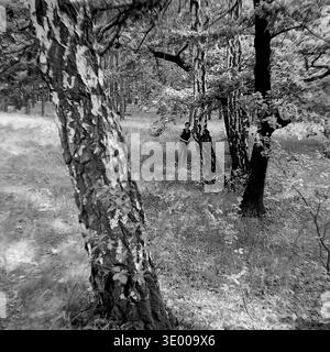 Vintage black and white photograph from the 1970s capturing an autumn walk in a beautiful mixed forest of the Donetsk region. In the distance, Inessa Mikhailovna Kravelis is seen standing alone among the striking birch and oak trees, looking towards the camera. The foreground highlights large tree trunks with heavily textured bark, set against a backdrop of sunlit clearings and wild grass. This authentic archival snapshot beautifully reflects outdoor family recreation and the quiet, peaceful Donbass before the war. Stock Photo