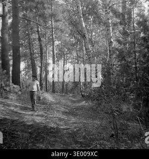 Vintage black and white photograph from the 1970s capturing a boy, Dmitry Mikhailovich Kravelis, walking through an autumn pine forest in the Donetsk region. He is strolling confidently towards the camera along a wide sandy dirt path, holding a long stick and carrying a woven basket. Tall pine trunks frame the woodland trail, casting soft shadows on the ground. This authentic archival snapshot beautifully reflects a classic childhood mushroom hunting adventure, outdoor recreation, and the peaceful Donbass before the war. Stock Photo