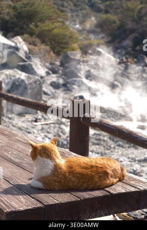 Cute Ginger and White Stray Cat Sitting on a Wooden Boardwalk Near Natural Hot Spring Steam, Nagasaki, Japan Stock Photo