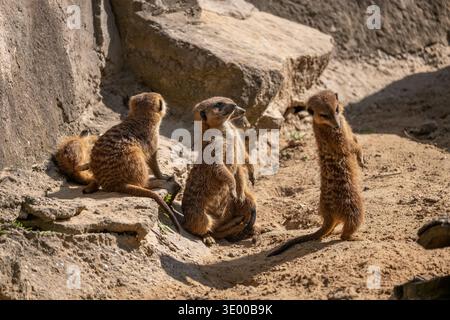 Group of meerkats (Suricata suricatta) in Berlin Zoo, small mongoose in the family Herpestidae, native region: South Africa. Stock Photo