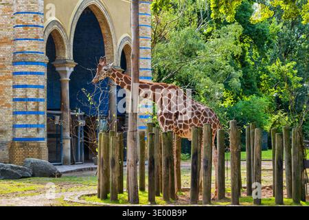 Rothschild's giraffe (Giraffa camelopardalis rothschildi) - Nubian Giraffe (Giraffa camelopardalis) ecotype in Berlin Zoo, critically endangered anima Stock Photo