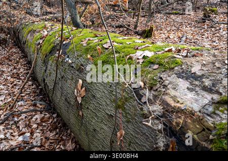 Moss-covered fallen beech trunk lying across the forest floor, contrasting with the dry, muted winter woodland. Stock Photo