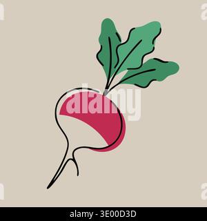 Flat illustration of a radish with green leaves and red white root body Stock Vector