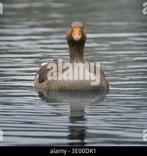 low angle view of a greylag goose, anser anser, as it swims and looks forward at the camera A close up photograph with space for copy in the surround Stock Photo