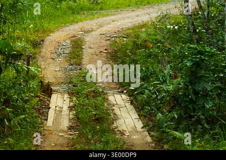 Unpaved dirt road winding through dense tropical rainforest vegetation. Stock Photo