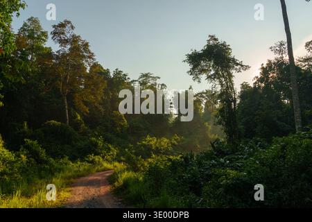 Winding dirt road through dense tropical rainforest with sunlight and light haze. Stock Photo