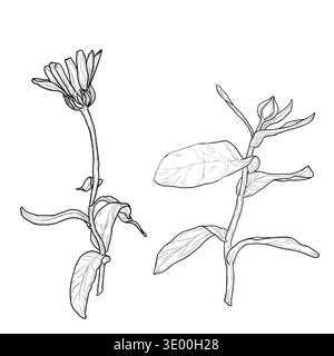 Calendula or chamomile flower on a stem with buds. Vector illustration. Hand-drawn flowers of wild herbs and medicinal plants, set isolated on Stock Vector