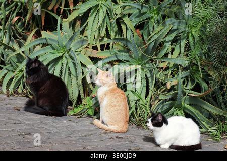 A black cat, a red and white cat, and a black and white cat are sitting on cobblestones in front of green cactus Stock Photo