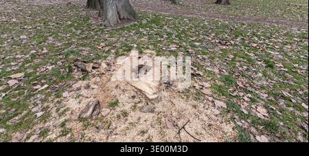 Decayed Tree Stump Surrounded Sawdust Ground Stock Photo