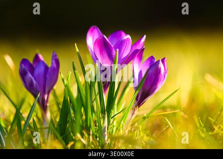 Vibrant violet crocuses blooming in bright grass under warm backlight. Springtime nature, colorful petals, outdoor floral scene, soft focus Stock Photo