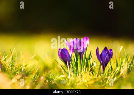 Purple crocuses blooming in bright green grass under warm golden sunlight. First spring flowers, vibrant colors, seasonal growth, shallow depth macro Stock Photo