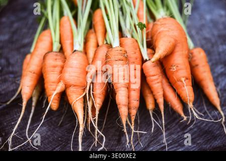 Fresh organic carrots with roots and tops on rustic wood. Healthy vegetable harvest concept Stock Photo