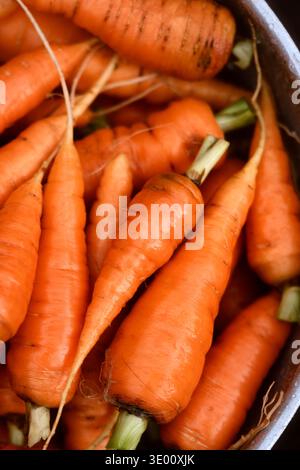 Carrots filling metal bowl photographed from above. Fresh root vegetables prepared for cooking or washing Stock Photo