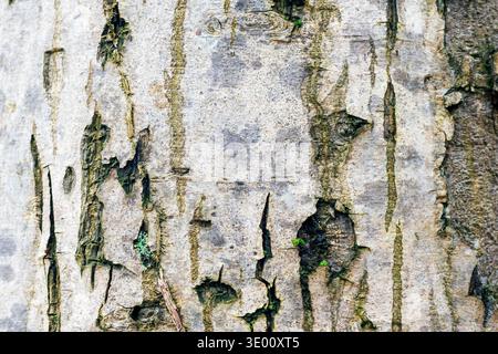 Tree bark natural texture with peeling surface and cracks. Background Stock Photo