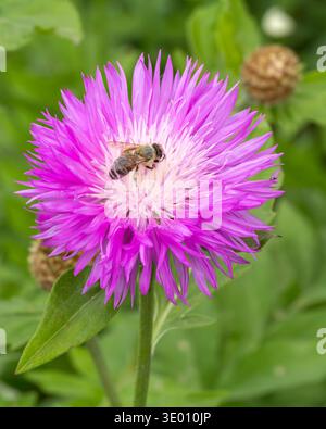 Close-up the bee sitting on the flowering Centaurea dealbata growing in the garden. Shallow depth of field. Stock Photo