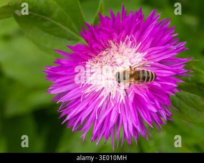 Close-up the bee sitting on the flowering Centaurea dealbata growing in the garden. Stock Photo