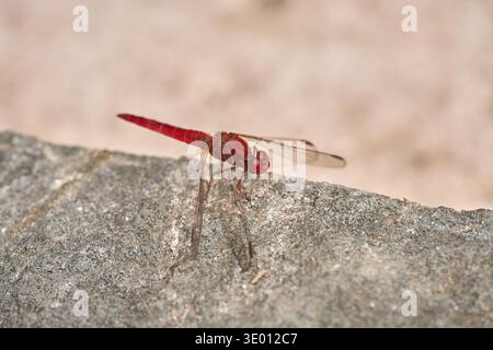 A vibrant red scarlet dragonfly perched on a textured gray stone in a garden setting Stock Photo