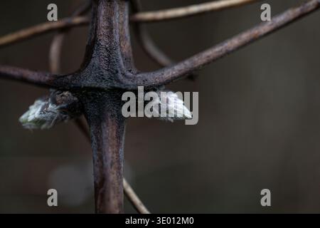 Close-up of tree branches with small buds emerging in early spring. Stock Photo