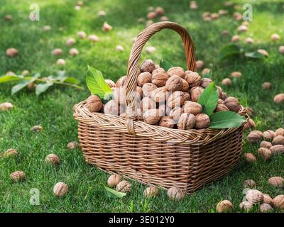 Harvest of walnuts in a wicker basket on green grass in the garden. Stock Photo