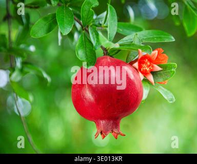 Ripe pomegranate fruit  close up between green lush on pomegranate tree. Stock Photo