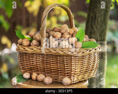 Walnuts and walnuts in green husk with green leaves on wooden table under the tree. Stock Photo