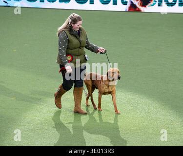 BIRMINGHAM, ENGLAND – MARCH 9, 2026: A dog from the Tricymoedd kennel is presented with the Gamekeepers’ Prize in the main arena during the Best in Show final on the last day of Crufts Dog Show at the National Exhibition Centre (NEC) on March 9, 2026 in Birmingham, England. Crufts, organised by the Royal Kennel Club, is the world’s largest dog show and attracts competitors and spectators from around the world. Stock Photo
