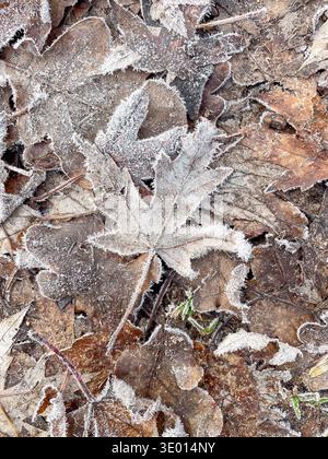 Various fallen autumn leaves with maple leaf on top covered with delicate white frost needles on ground, seasonal nature Stock Photo