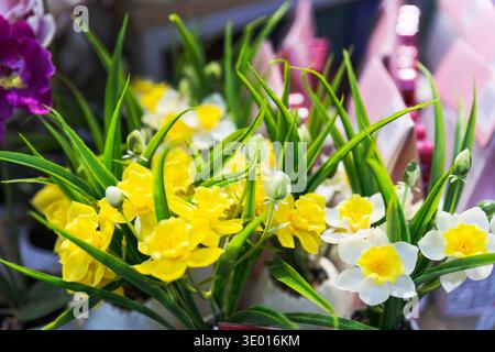 Artificial yellow and white daffodils in pots on a store display. Stock Photo