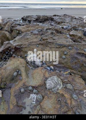 Shells in the rocks at low tide on St Leonards-on-Sea Beach, East Sussex, England Stock Photo