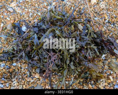 Pretty jumble of seaweed washed up in the strandline on St. Leonards-on-Sea seafront Stock Photo