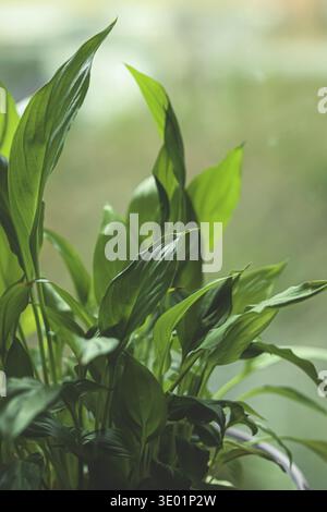 Peace lily houseplant growing indoors, fresh green foliage bringing natural beauty and freshness to home environment Stock Photo