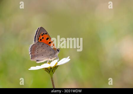 Small copper (Lycaena phlaeas) butterfly  perched on white flower with orange grey wings and soft green natural blurred background spring macro. Stock Photo