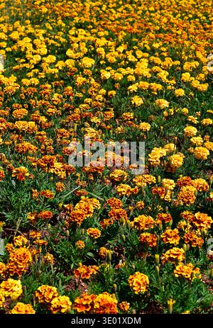 French marigold flowers on garden (Tajetes patula) in Brasilia, Federal District, Brazil Stock Photo
