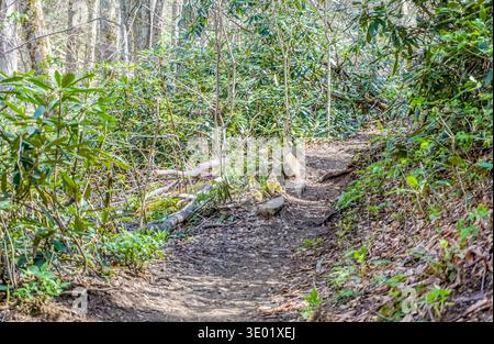 A path through a forest with a fallen tree in the middle. The path is covered in leaves and dirt Stock Photo