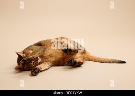 Abyssinian cat lies flat on a light-colored surface with eyes half-closed. The indoor shot highlights the feline calm posture and short coat. Stock Photo