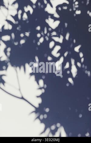 Shadows on the wall, sunshine and sun rays on summer day at sunset, nature and abstract concept Stock Photo