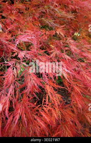 Acer tree leaves in autumn. Acer palmatum 'Dissectum Atropurpureum'. Dissectum Atropurpureum Stock Photo
