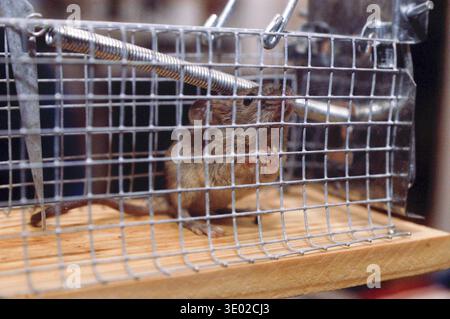 A mouse trapped behind bars in a small metal cage, mouse trap Stock Photo