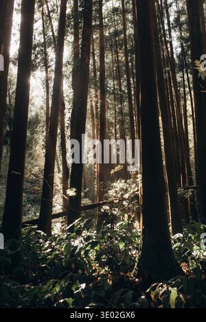 Sunlight streaming through tall pine trees in a dense forest, creating soft rays and atmospheric light between trunks. Stock Photo