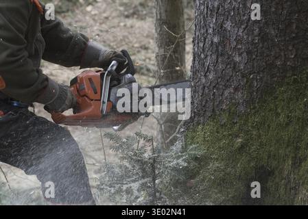A lumberjack with a chainsaw cutting trees in the forest Stock Photo